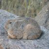 RED ROCK RABBIT